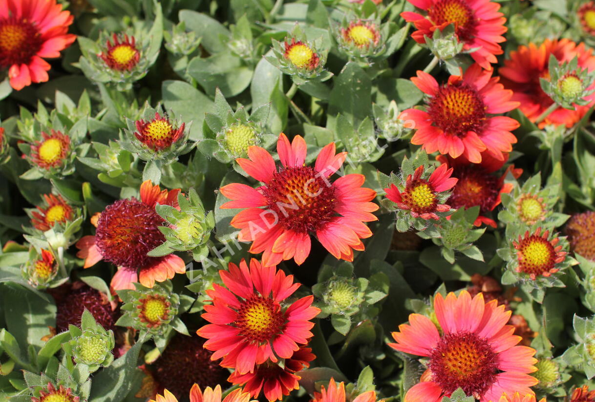 Kokarda osinatá 'Barbican Red' - Gaillardia aristata 'Barbican Red'