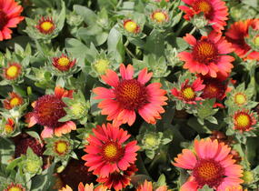 Kokarda osinatá 'Barbican Red' - Gaillardia aristata 'Barbican Red'