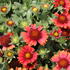 Gaillardia aristata 'Barbican Red'_1.JPG
