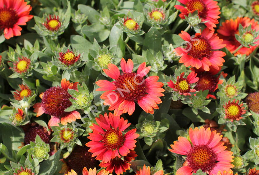 Kokarda osinatá 'Barbican Red' - Gaillardia aristata 'Barbican Red'