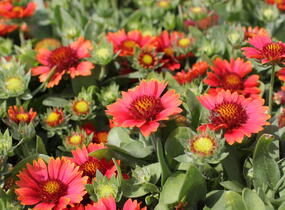 Kokarda osinatá 'Barbican Red' - Gaillardia aristata 'Barbican Red'