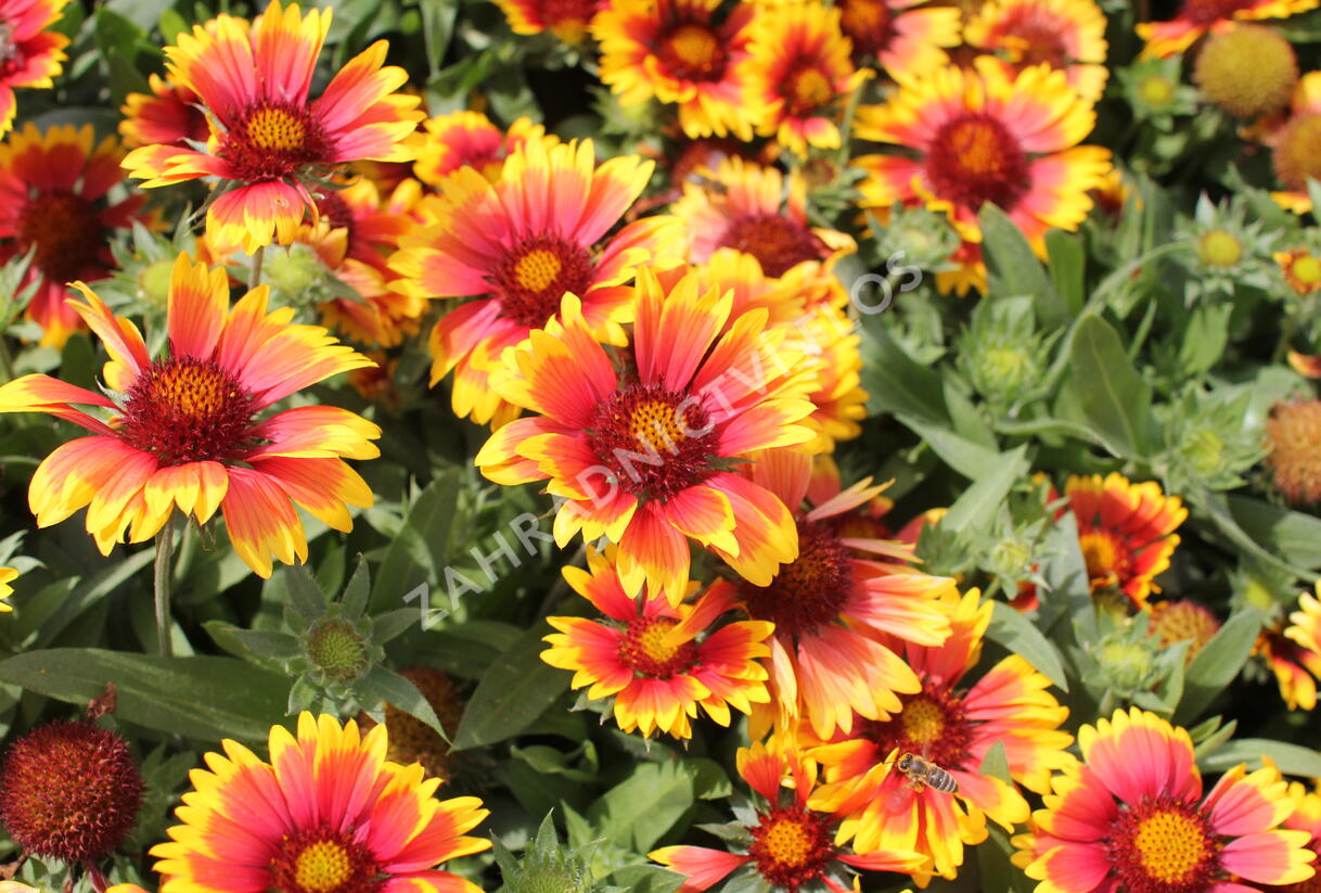 Kokarda osinatá 'Arizona Sun' - Gaillardia aristata 'Arizona Sun'