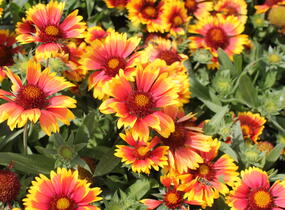 Kokarda osinatá 'Arizona Sun' - Gaillardia aristata 'Arizona Sun'