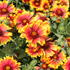 Gaillardia aristata 'Arizona Sun'_1.JPG