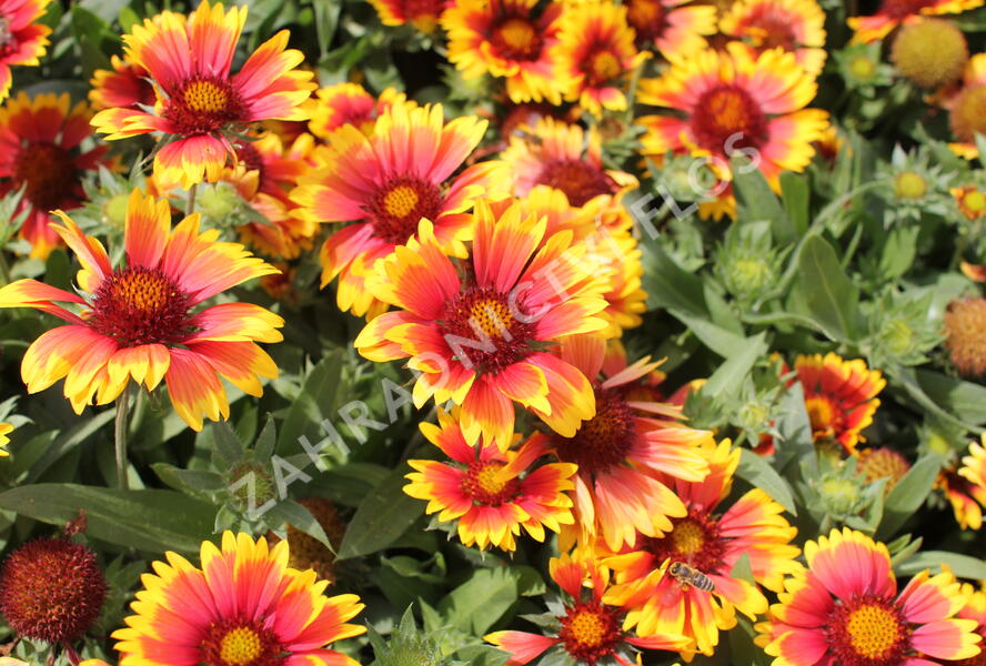 Kokarda osinatá 'Arizona Sun' - Gaillardia aristata 'Arizona Sun'