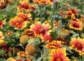 Kokarda osinatá 'Arizona Sun' - Gaillardia aristata 'Arizona Sun'