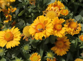 Kokarda osinatá 'Arizona Apricot' - Gaillardia aristata 'Arizona Apricot'