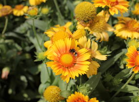 Kokarda osinatá 'Arizona Apricot' - Gaillardia aristata 'Arizona Apricot'