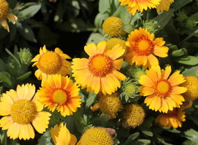 Kokarda osinatá 'Arizona Apricot' - Gaillardia aristata 'Arizona Apricot'