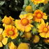 Gaillardia aristata 'Arizona Apricot'.JPG