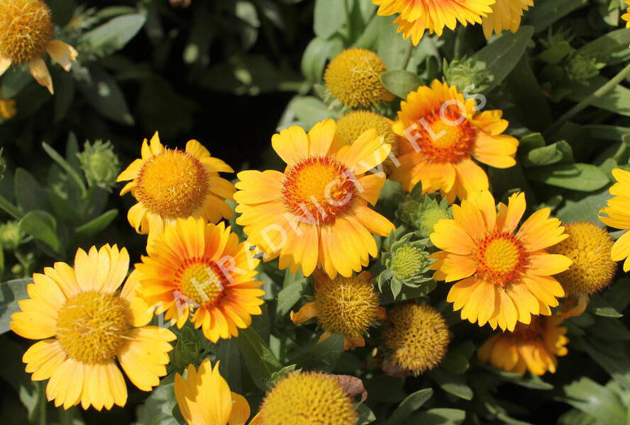 Kokarda osinatá 'Arizona Apricot' - Gaillardia aristata 'Arizona Apricot'