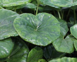 Farfugium 'Giganteum'
