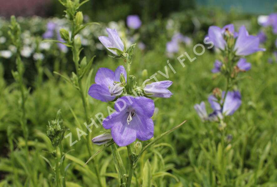 Zvonek broskvolistý 'Earlion Blue' - Campanula persicifolia 'Earlion Blue'