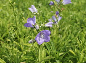 Zvonek broskvolistý 'Earlion Blue' - Campanula persicifolia 'Earlion Blue'