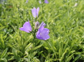 Zvonek broskvolistý 'Earlion Blue' - Campanula persicifolia 'Earlion Blue'