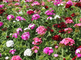 Hvozdík vousatý 'Dash Mix' - Dianthus barbatus 'Dash Mix'
