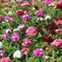 Dianthus barbatus 'Dash Mix'_2.JPG