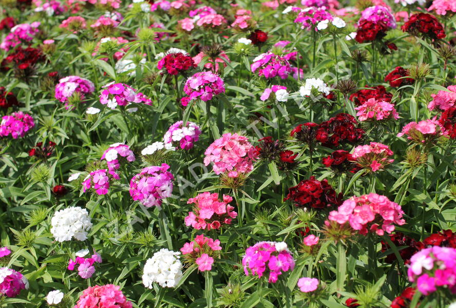 Hvozdík vousatý 'Dash Mix' - Dianthus barbatus 'Dash Mix'
