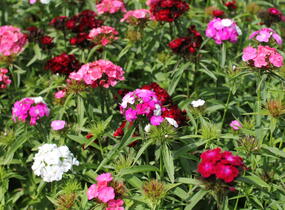 Hvozdík vousatý 'Dash Mix' - Dianthus barbatus 'Dash Mix'