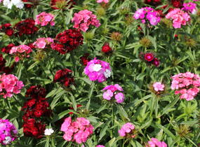 Hvozdík vousatý 'Dash Mix' - Dianthus barbatus 'Dash Mix'