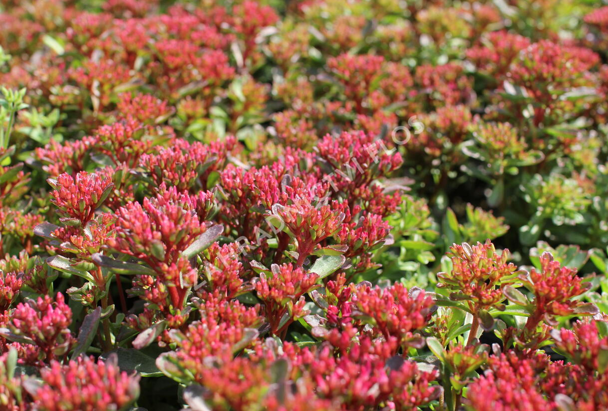 Rozchodník pochybný 'Spot On Red' - Sedum spurium 'Spot On Red'