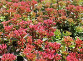 Rozchodník pochybný 'Spot On Red' - Sedum spurium 'Spot On Red'