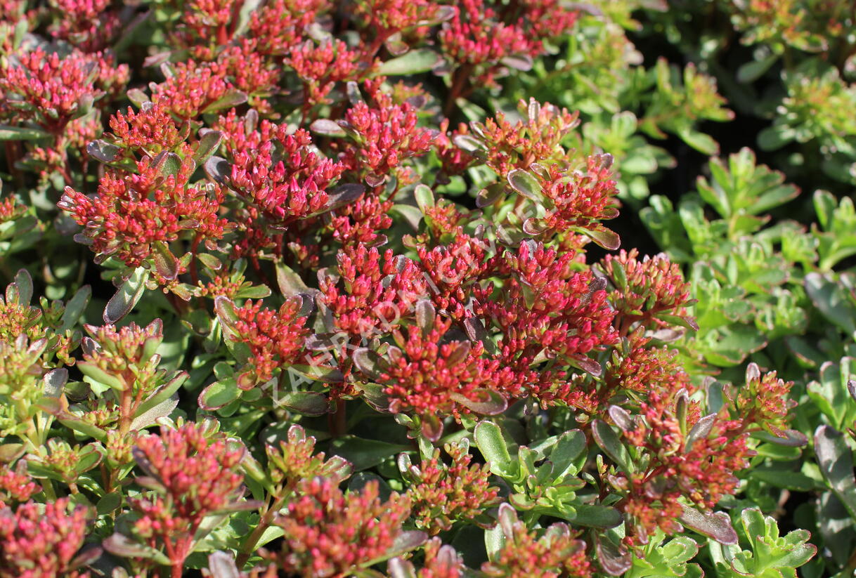 Rozchodník pochybný 'Spot On Red' - Sedum spurium 'Spot On Red'
