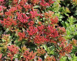 Rozchodník pochybný 'Spot On Red'