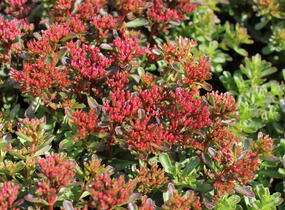 Rozchodník pochybný 'Spot On Red' - Sedum spurium 'Spot On Red'