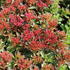 Sedum spurium 'Spot On Red'.JPG