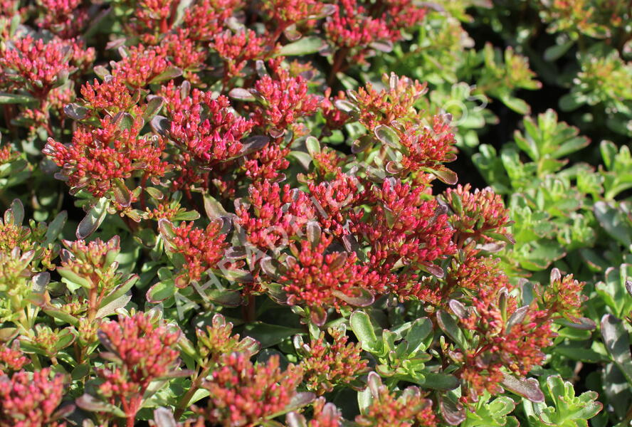 Rozchodník pochybný 'Spot On Red' - Sedum spurium 'Spot On Red'