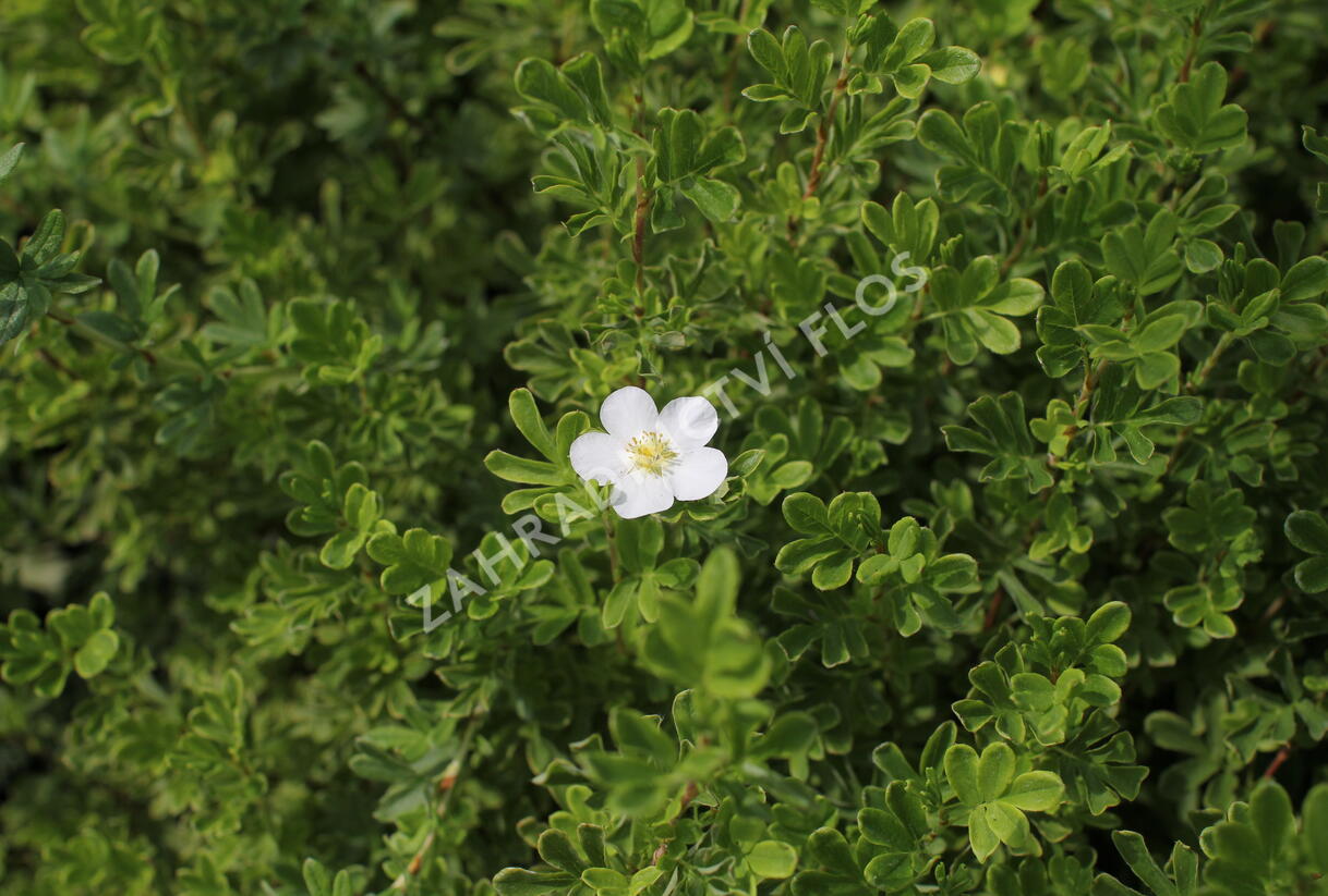 Mochna křovitá 'Snowbird' - Potentilla fruticosa 'Snowbird'