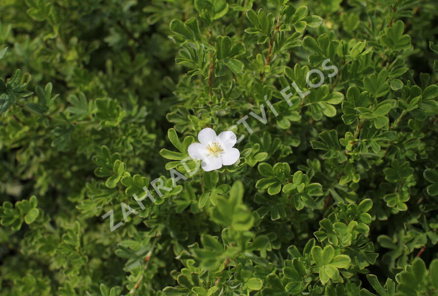 Mochna křovitá 'Snowbird' - Potentilla fruticosa 'Snowbird'
