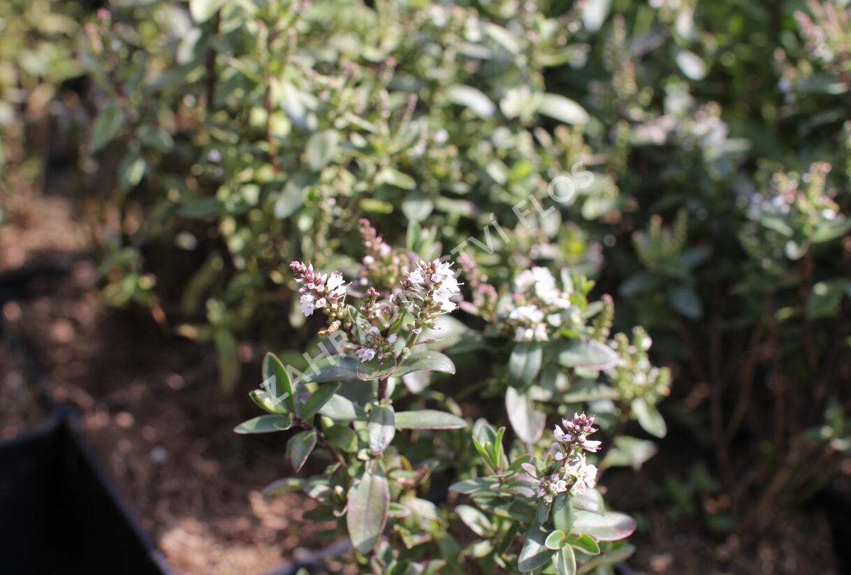 Hebe 'Naughties White Cap' - Hebe 'Naughties White Cap'