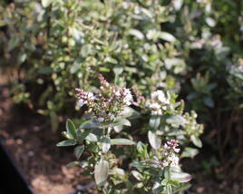 Hebe 'Naughties White Cap'