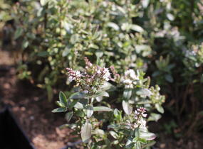 Hebe 'Naughties White Cap' - Hebe 'Naughties White Cap'