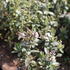 Hebe 'Naughties White Cap'.JPG