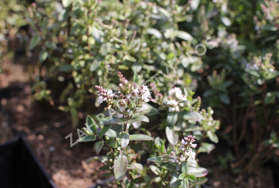 Hebe 'Naughties White Cap' - Hebe 'Naughties White Cap'