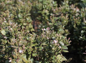 Hebe 'Naughties White Cap' - Hebe 'Naughties White Cap'