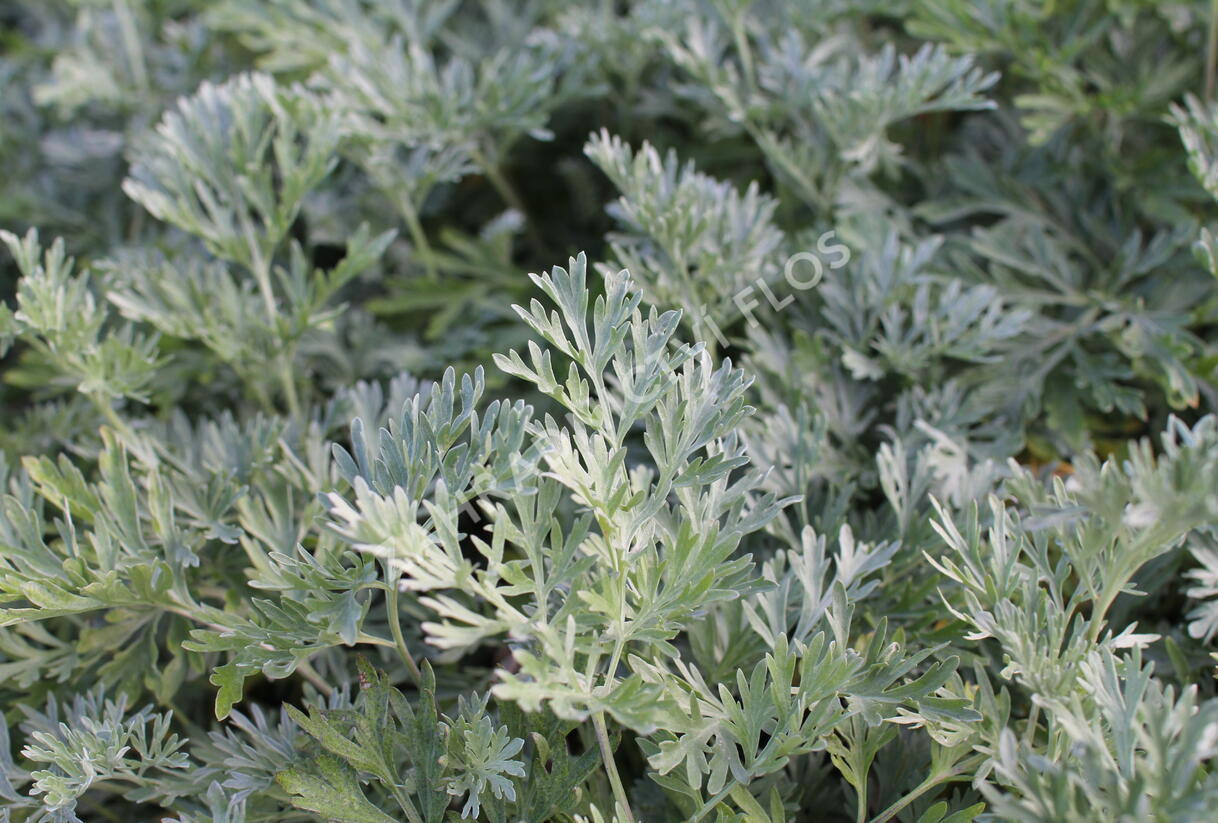 Pelyněk pravý - Artemisia absinthium