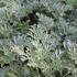 Artemisia absinthium.JPG