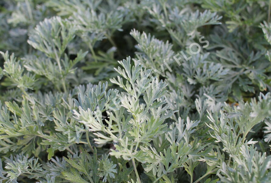Pelyněk pravý - Artemisia absinthium