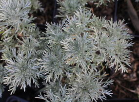Pelyněk Schmidtův 'Nana Attraction' - Artemisia schmidtiana 'Nana Attraction'