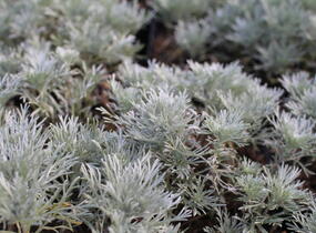 Pelyněk Schmidtův 'Nana Attraction' - Artemisia schmidtiana 'Nana Attraction'
