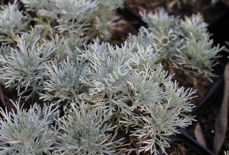 Pelyněk Schmidtův 'Nana Attraction' - Artemisia schmidtiana 'Nana Attraction'