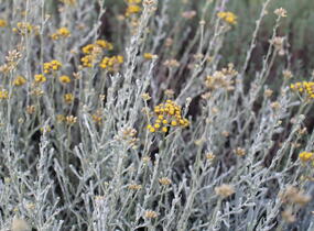 Smil italský 'Helifresco' - Helichrysum italicum 'Helifresco'