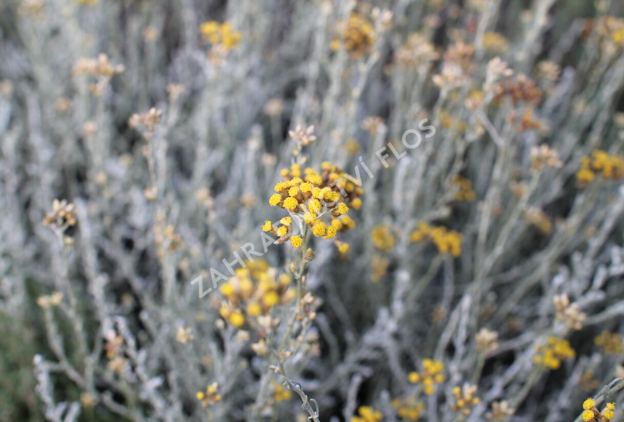 Smil italský 'Helifresco' - Helichrysum italicum 'Helifresco'
