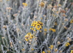 Smil italský 'Helifresco' - Helichrysum italicum 'Helifresco'
