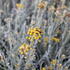 Helichrysum italicum 'Helifresco'.JPG