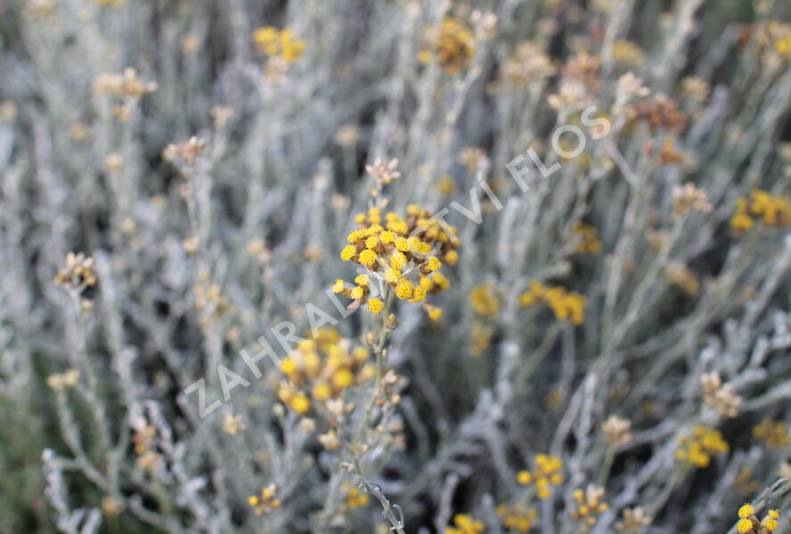 Smil italský 'Helifresco' - Helichrysum italicum 'Helifresco'